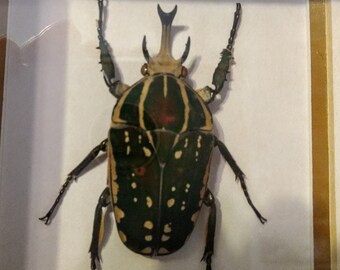 African beetle, Chelorrhina Polyphemus, Framed Insect, wooden shadow box