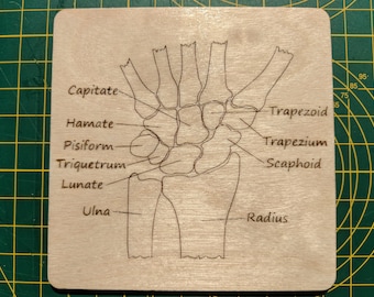 Bones of the wrist (carpals) coaster