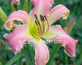 5 Daylily Seeds - Freckles PlayGirl x Pigment Of Imagination (award winning color changer) easy grow ready to plant hardy perennial flowers