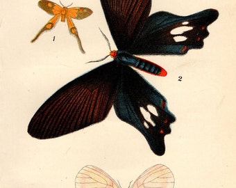 1897 Antique BUTTERFLY PRINT exquisite Chromolithograph