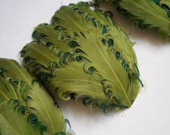 SET OF 4 - Lime and Hunter Curled Goose Feather Pads