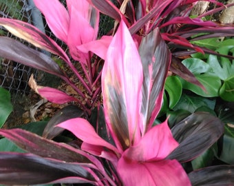 Colorful Hawaiian Ti Maria Cordyline Thai Plant Pink Red