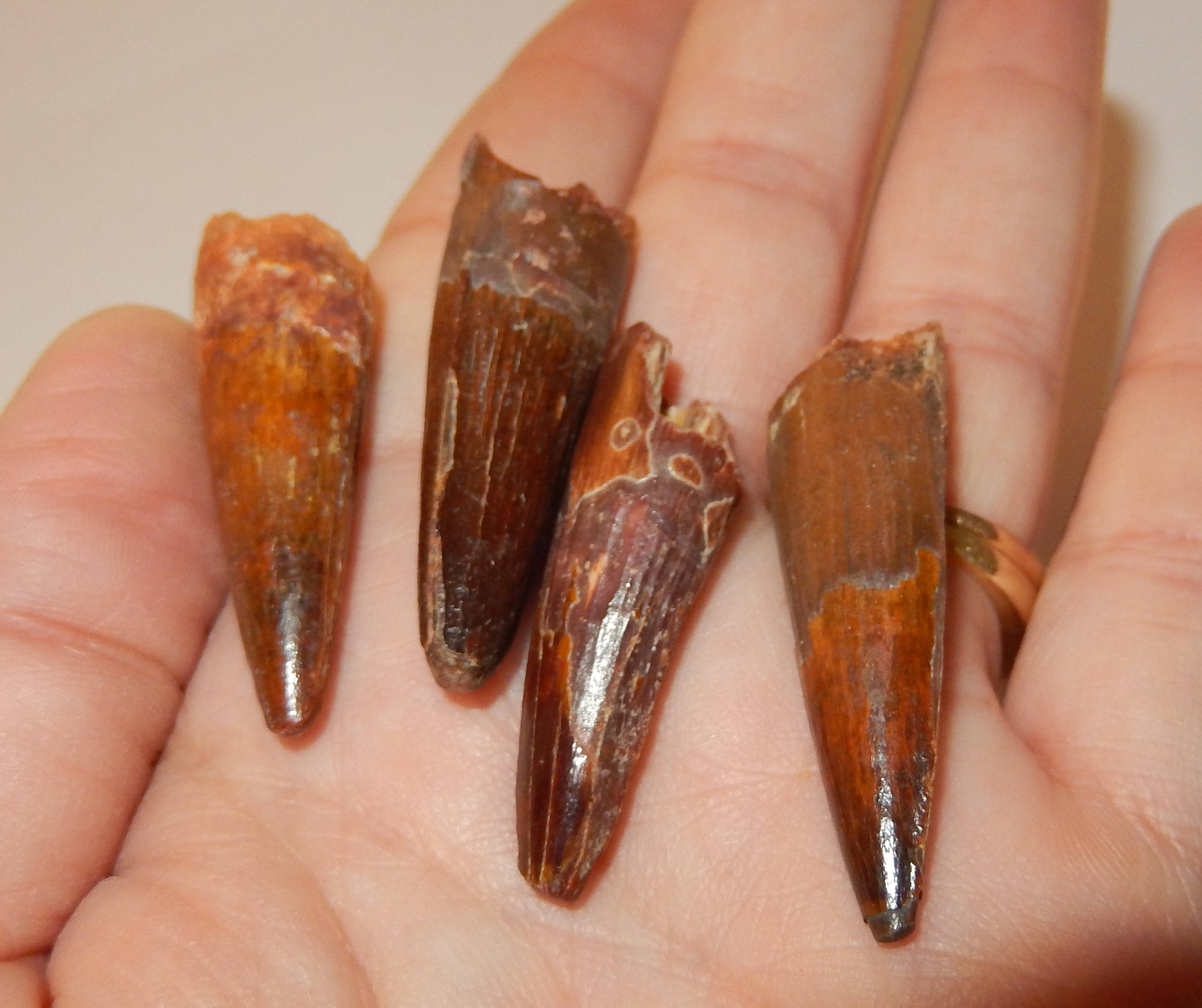 spinosaurus tooth fossil