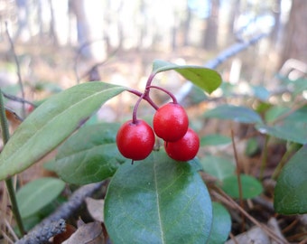 8 Wintergreen Evergreen Groundcover Herbal LIVE PLANTS evergreen ground cover
