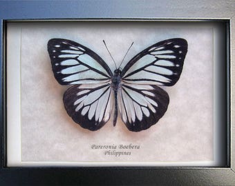 Powder Blue Pareronia Boebera Female Real Butterfly In Shadowbox
