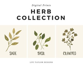 Herb Watercolor Sage Basil Cilantro Printable Art Collection