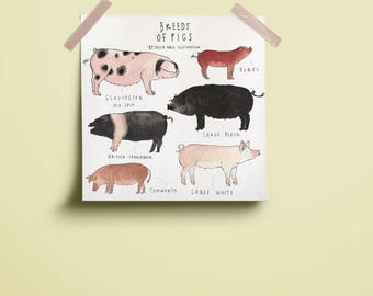 Breeds of Pigs Print