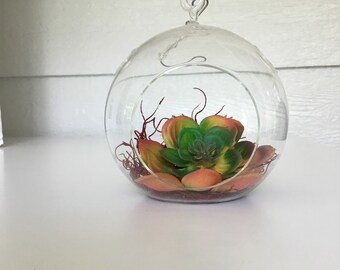 Hanging Succulent Terrarium(34)