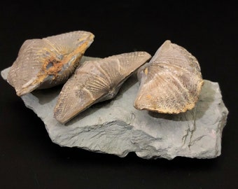 Brachiopod Fossil Mucrospirifer