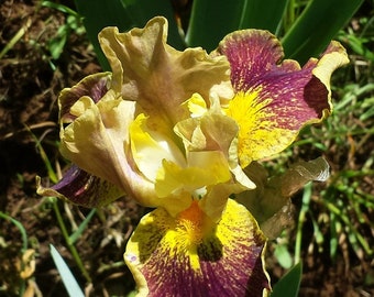 IB Bearded Iris BONKERS 2006 a little garden sunshine