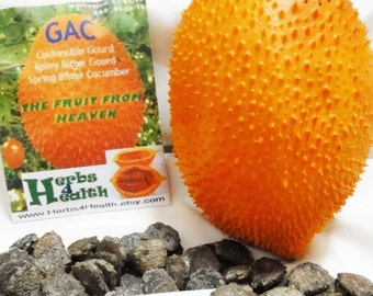 Fresh Organic RARE Exotic Gac Fruit Seeds, The Fruit from Heaven, High in Phytonutrients, Very Medicinal, Easy to Grow