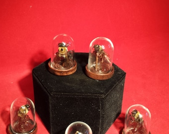 Taxidermy Carpenter Bee in Glass Dome Display entomology bugs insect educational