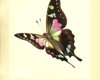 1950 Vintage Butterfly art Vintage butterfly poster Butterfly print Vintage butterfly gift Butterfly decor Butterfly wall art Biology print