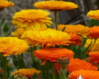 Calendula Officinalis, Fancy Mix Heirloom Seeds - Non-GMO, Open Pollinated, Untreated, Flower Seeds