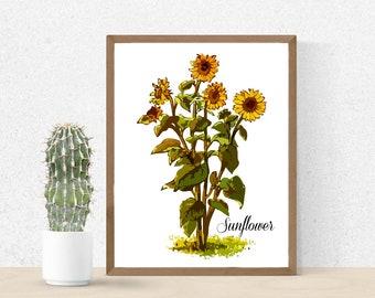 Vintage Sunflower Print - 8x10 or 16x20 - Museum Quality Paper and Ink