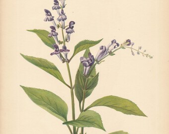 1925 Wildflower Botanical Antique Print
