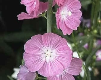 Miniature Hollyhock Seeds (Prairie Mallow)
