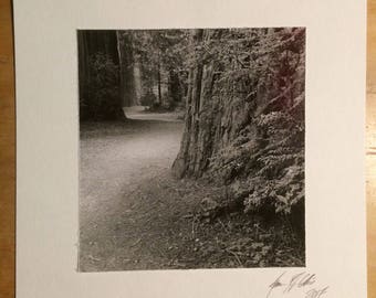 California Redwoods