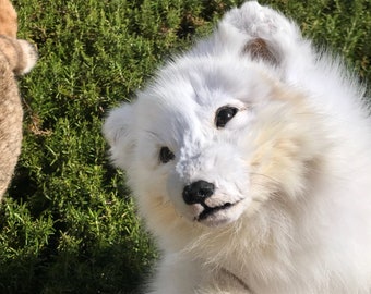 Arctic Fox Soft Mount