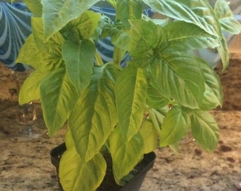 Sweet Basil Plants! Pesto!