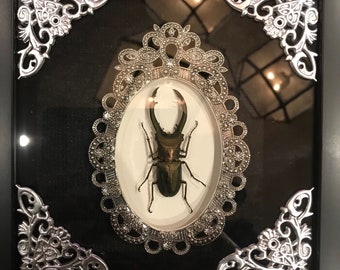 Taxidermy cyclomatus beetle display! Real!