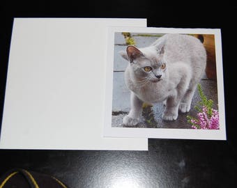 Gray Shorthair Feline Photo Notecard 5x5 with Envelope