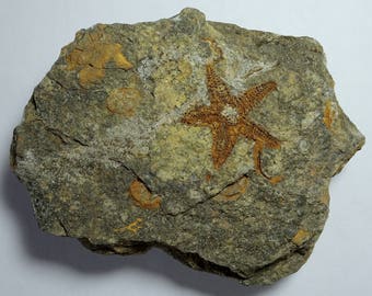 Brittle Star Fossil; Petraster; Morocco