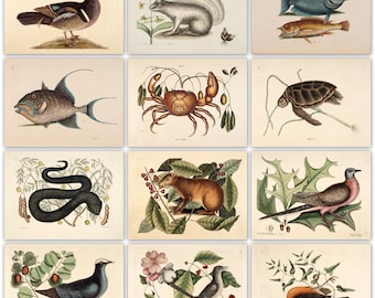 220 animal colour plates from the antique book (1754) High Resolution Instant digital download