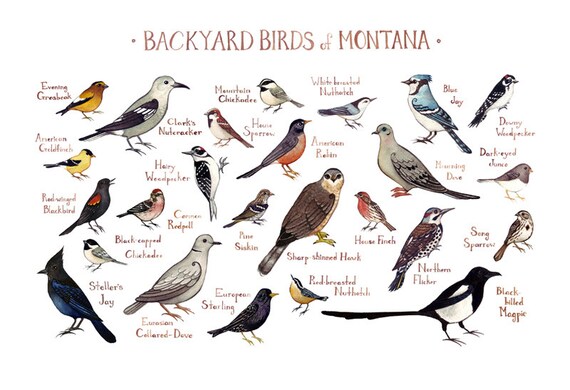 Montana Backyard Birds Field Guide Art Print / Watercolor