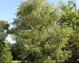 100 Gray Birch Tree Seeds, Betula populifolia