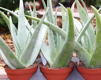 Aloe Vera Medicine Large Succulent Plant
