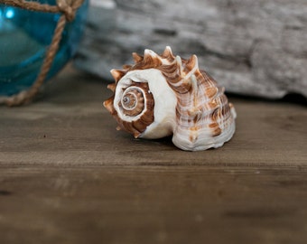 Beach Decor Seashell - Striped Conch Sea Shell for Nautical Decor, Beach Weddings or Crafts - Display Sea Shell