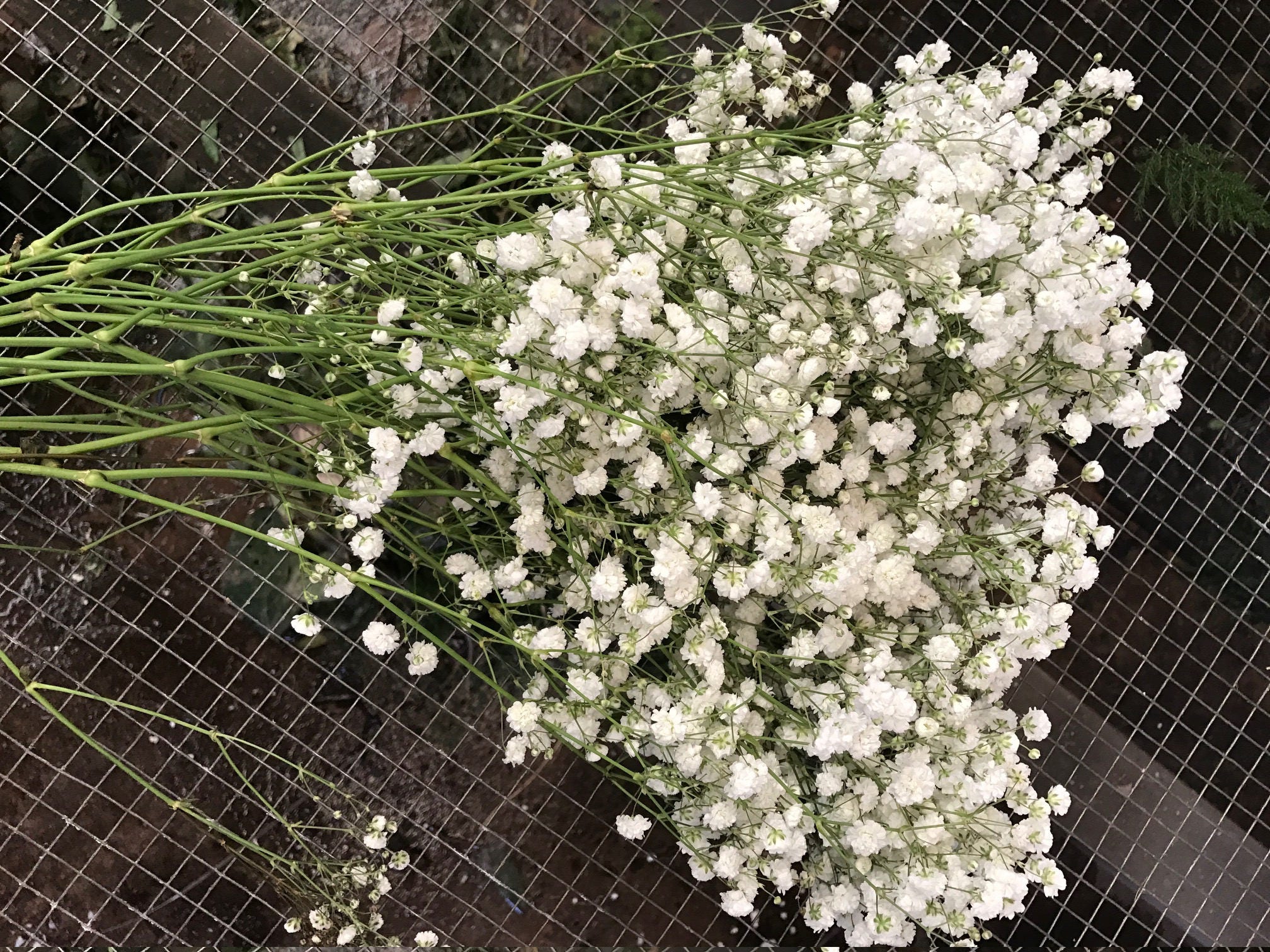 Babys Breath Bunches