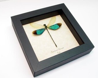 Real Emerald Green Dragonfly Damselfly Display 7797