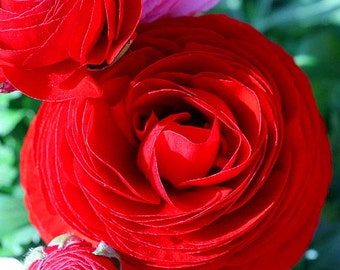 Red Persian Buttercup - 12 Bulbs 6/7cm - Ranunculus Telecote - Hardy