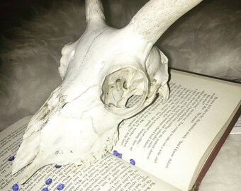 Customised Taxidermy Skull
