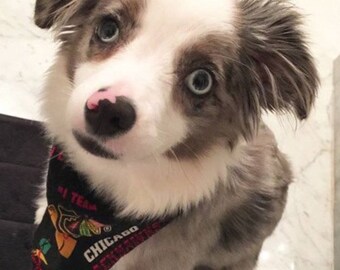 Chicago Blackhawks Dog Bandana