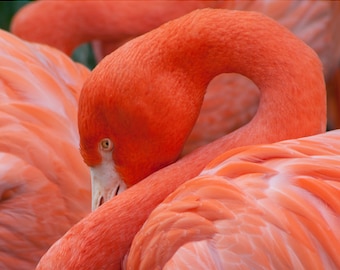 Flamingo Portrait-8x10-Color Fine Art Photo-Certificate of Authenticity-Signed by Artist