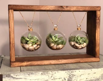 Hanging Terrarium with Succulents