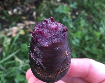 Pusa Asita Black Carrot seeds