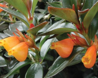 Goldfish Plant ‘Black Gold’ (Nematanthus hybrid) - 1 Plants - 6" Long - Ship in 3" Pot