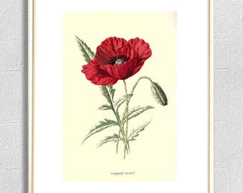 Poppy flower print botanical print illustrations papaver flowers print vintage print wall art print herb art home kitchen decor poster