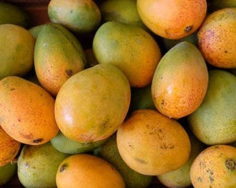 Mango Tree, 13 Cultivars Available - Grafted 3 gallon - Established Live Plant- Naturally Grown - Quality Assurance - Permaculture Plant