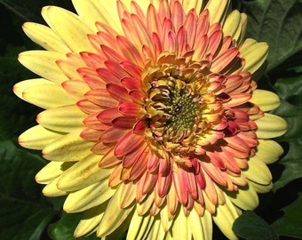 ADGCW)~CARTWHEEL YELLOW Gerbera Daisy~Seed!~~~~~Stunning!!