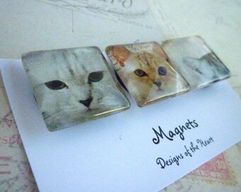 Cute Cats - Square Glass Magnet set