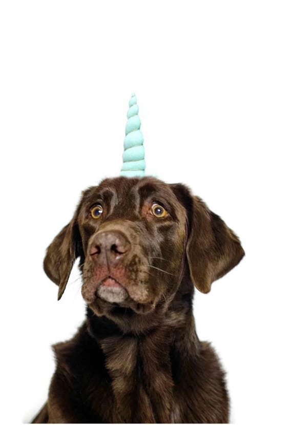 Dog Unicorn Headband || Unicorn Headband for Dog || Dog Unicorn Costume || Dog Unicorn || Unicorn Dog
