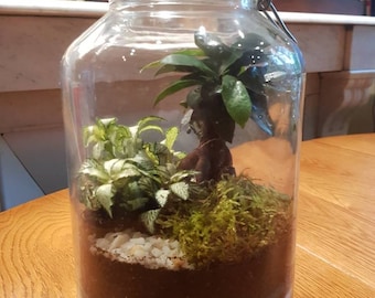 In large jar terrarium