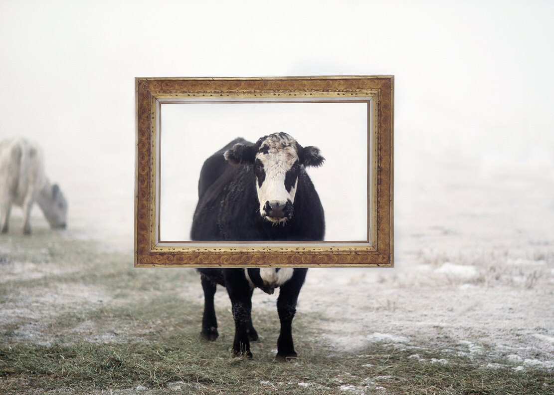Black and White Cow in a Gold Picture Frame