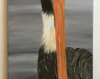 Brown Pelican