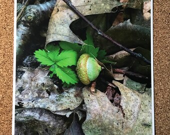 Acorn in Leaves Print
